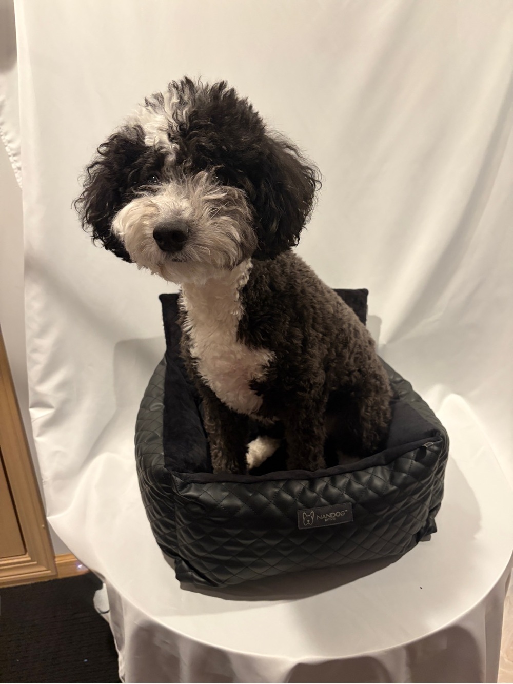 Nandog Small Dog Car Seat - Picture 4 of 4